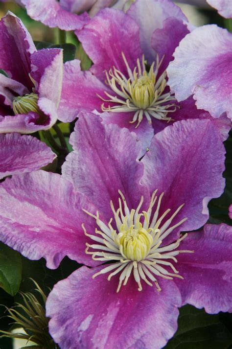 piillu|Clematis Piilu – Brushwood Nursery, Clematis。